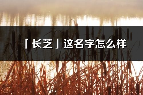 「长芝」这名字怎么样_长芝的名字解释