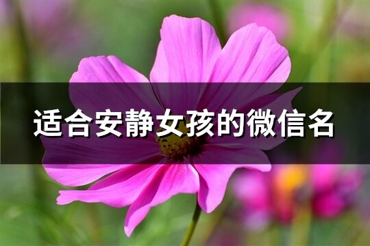 适合安静女孩的微信名(416个)